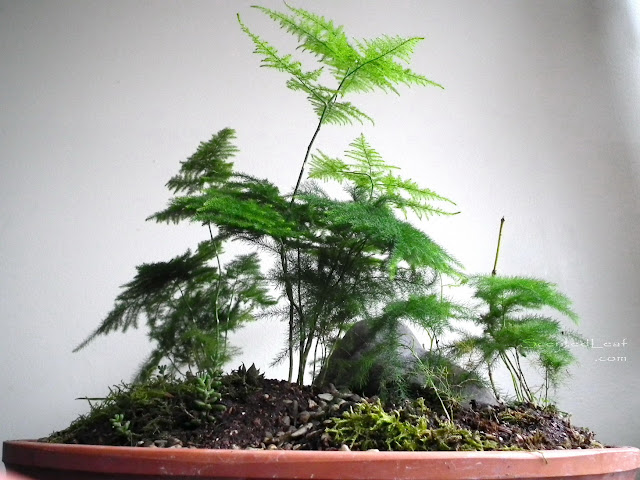 Saikei / miniature garden with seven asparagus fern plants and mountain stone