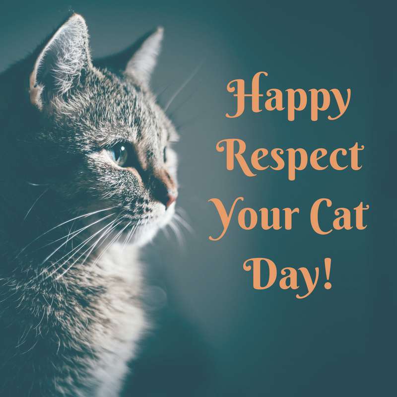 Respect Your Cat Day Wishes Photos