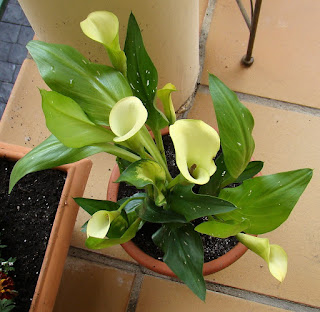 Zantedeschia 'Florex Gold'