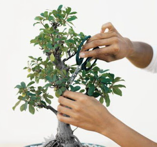 trimming bonsai care, pruning tips bonsai, bonsai care tree