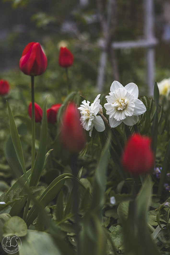 Oravankesäpesä siirtolapuutarha narsissi Narcissus tulppaani Tulipa