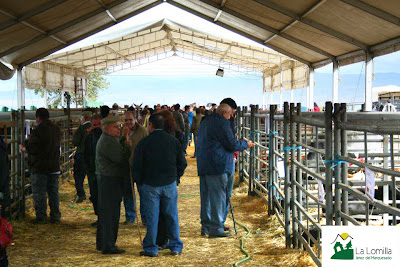 Carpa principal Feria Ganadera de Jérez del Marquesado - Fotografías de Camping La Lomilla