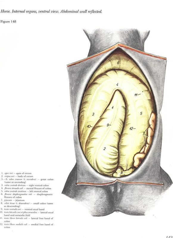 horse-internal-organs-orgaos-internos-cavalo-egua-mare-anatomy-veterinaria-veterinary-abdominal-wall-reflected-vetarq-popesko-pdf