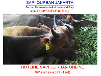 0812-9627-2689, Cari Sapi Limosin Jakarta, Ciri2 Sapi Limosin Asli Jakarta, Sapi Limosin Besar Jakarta, Sapi Limosin Berotot Jakarta, Sapi Limosin Berat 1 Ton Jakarta, Sapi Limosin Bali Jakarta, Sapi Limosin Jakarta, Sapi Limosin Asli Jakarta, Harga Sapi Limosin Agustus 2018 Jakarta, Jenis Sapi Limosin Asli Jakarta,