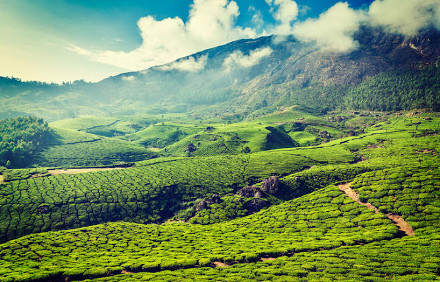 Surround yourselves with lush green Hills of Munnar
