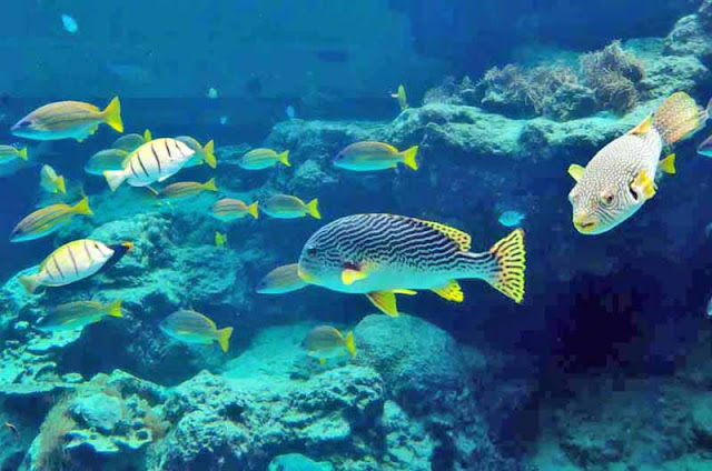 aquarium, Churaumi, fish, Okinawa, travel