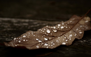 dark_autumn_wallpaper