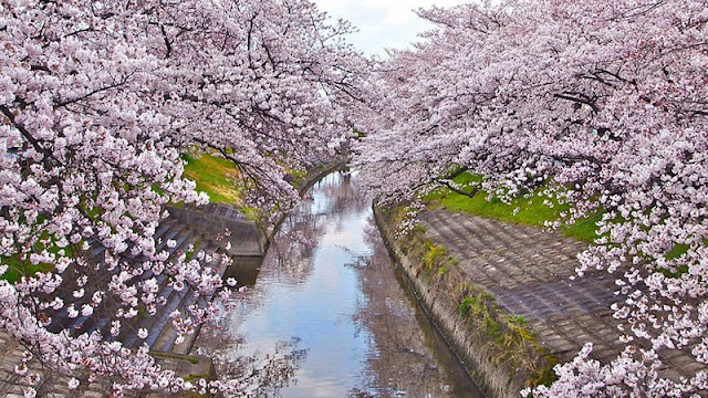 Chùm ảnh đẹp Hoa Anh Đào Nhật Bản vào tháng 02/2020 21