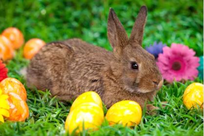 How to Make Easter Safe for Pets