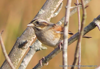 Swamp Sparrow