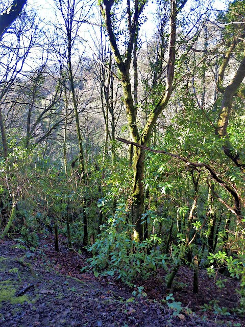 Trees on the side of the valley, Cornwall