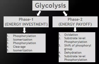 Glycolysis