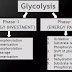 Glycolysis
