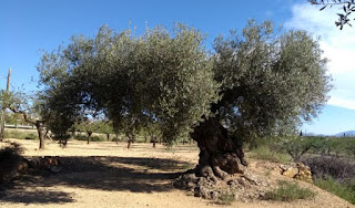 Área Interpretativa Olivos Milenarios de Traiguera.