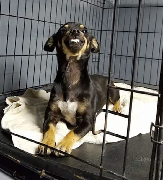 Rescue-Dog-Surprises-Staffers-With-The-Cutest-Smile-In-The-World-Unforgettable-dog-experiences
