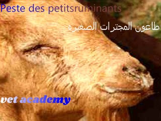 طاعون المجترات الصغيره-Peste des petits ruminants