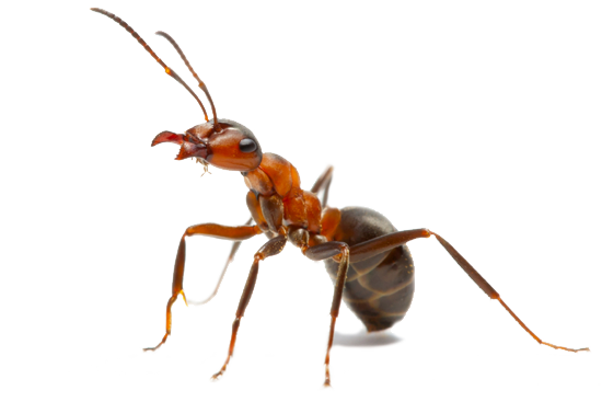 Ant PNG