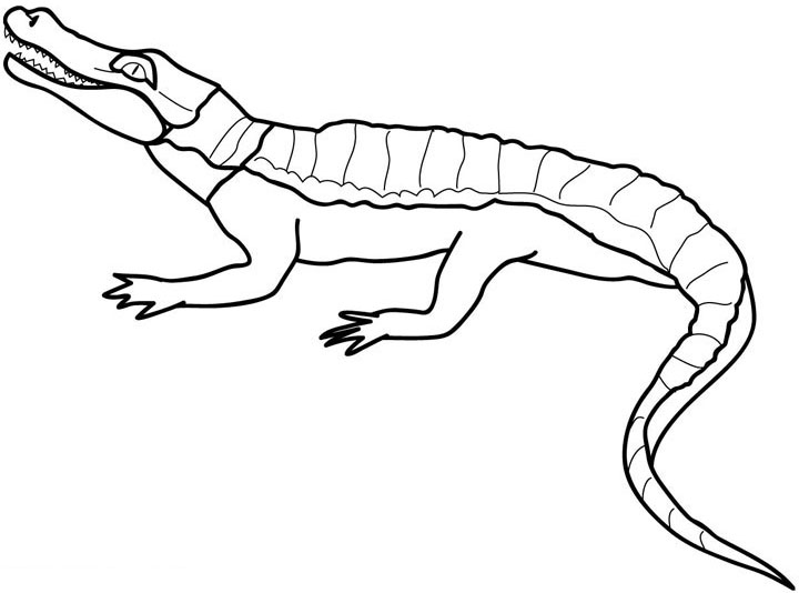 Free Coloring Pages Crocodiles