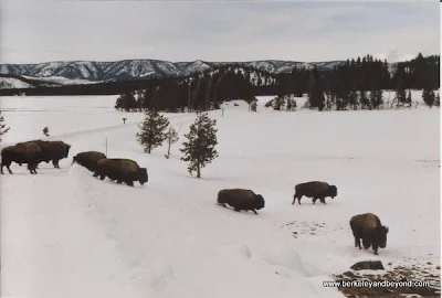 buffalo in snow at Yellowstone National Park