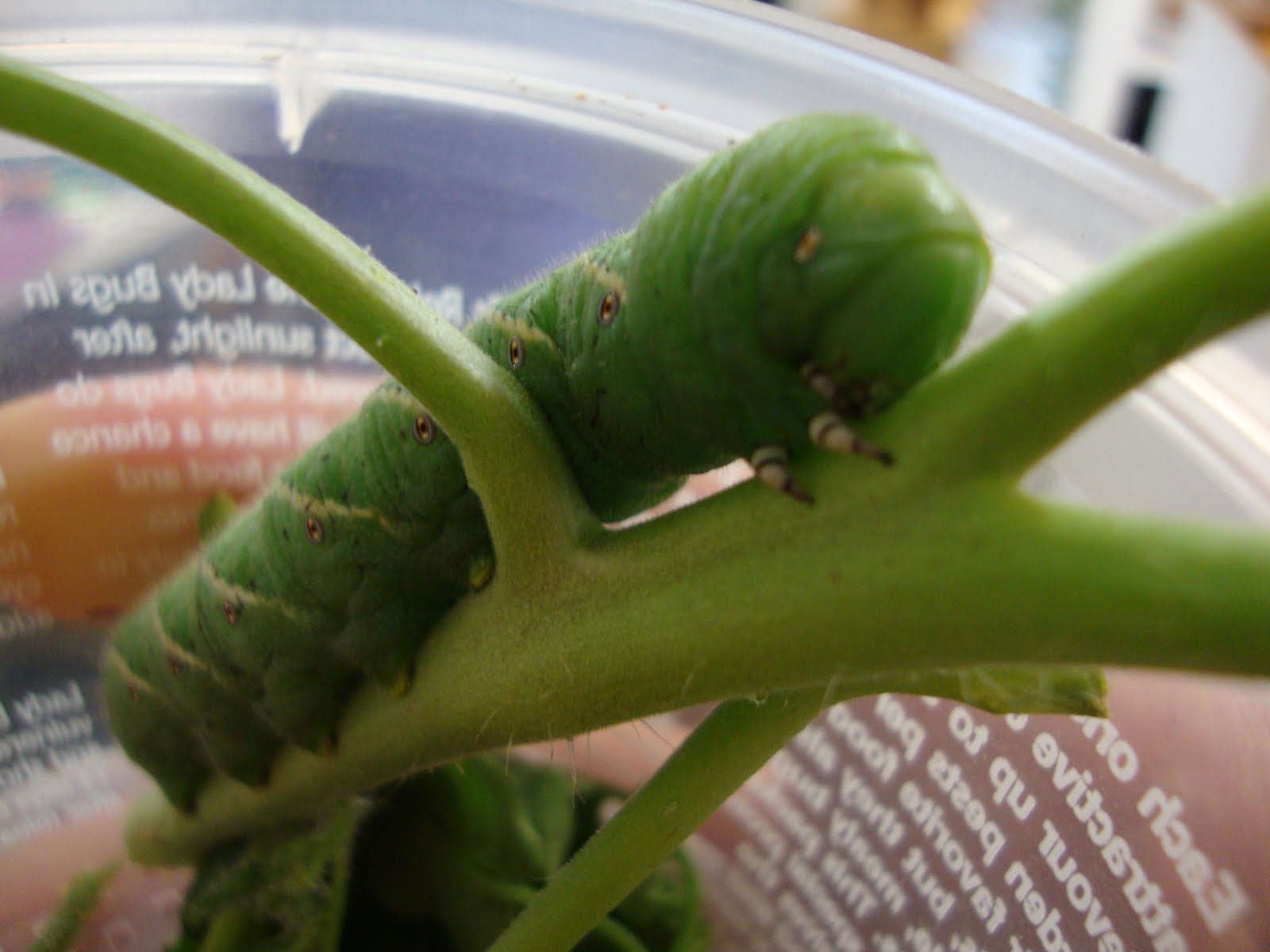 Water Daily: Tomato Horn Worm