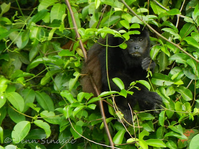 Mantled Howler