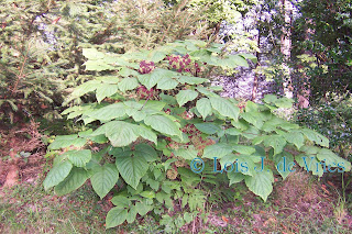Lois de Vries Garden Views: Native Plant for Fall Color