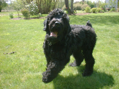 Black Russian Terrier