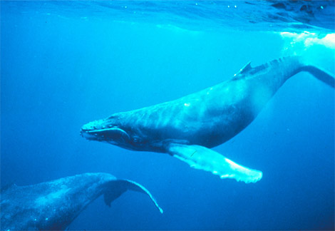 Pictures Of Whales Underwater. whaling moratorium.