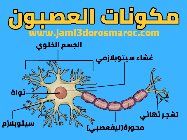 درس الجهاز العصبي البنيات العصبية