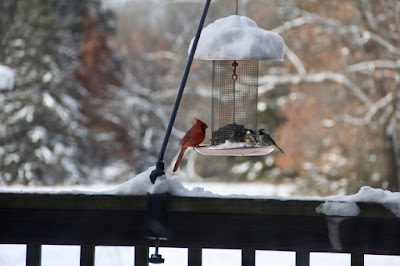 male cardinal at a December feeder