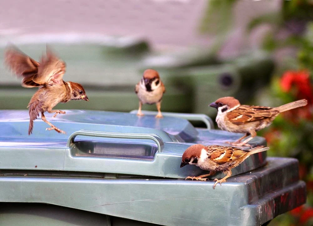 Flock of House Sparrow foraging at rubbish bin