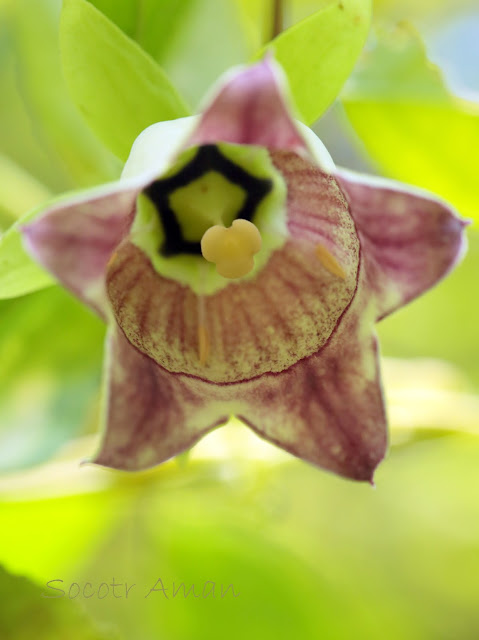 Codonopsis lanceolata