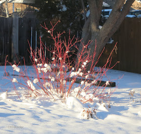 red osier dogwood