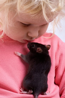 que tipo de rata domestica escoger como mascota para niños