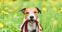 The image shows a dog standing in a field of flowers. She holds a red leash in her mouth. The dog has short brown fur and black spots on its face and body. Her ears are alert and her tail is wagging. She looks at the camera with a happy expression on her face.