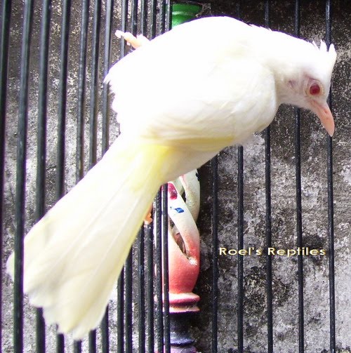 Gudang Burung: Seekor Trucukan Albino ( $ 16.000)