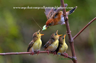 beautiful mother sparrows feeding baby sparrows