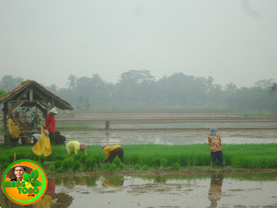 Pembenihan / pawinian padi ketan