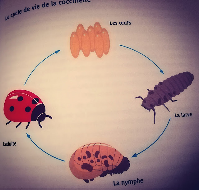 Le cycle de la coccinelle - Extrait Montessori Pas à pas Les sciences 3-6 ans