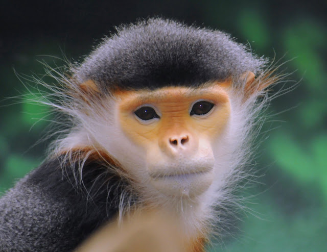 Douc Langur (Pygathrix nemaeus) by ucumari from flickr (CC-NC-ND)