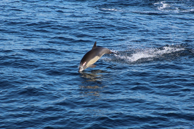 Common Dolphin