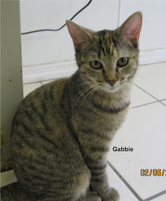 brown tabby posing for the camera