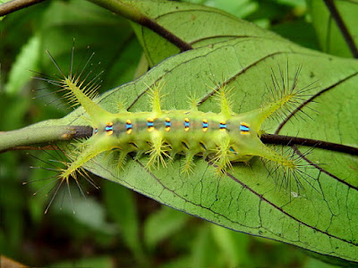 Ulat Bulu Limacodidae.