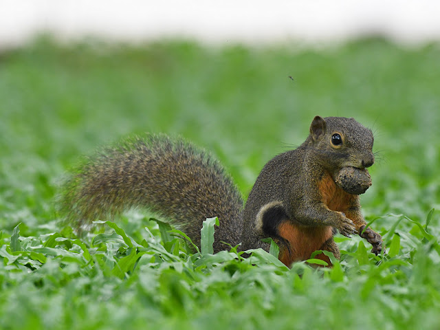 Plantain Squirrel - Callosciurus notatus hiding a seed.