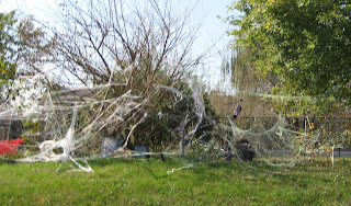 scraggly looking bushes with spider webbing thrown all over it