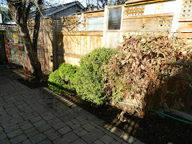 Greektown on the Danforth Toronto Fall Backyard Garden Cleanup after by Paul Jung Gardening Services