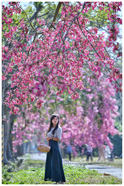 彰化二林香田國小美人樹步道盛開的美人花牆瀑布好親近好好拍