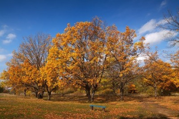 12942401-vista-del-hermoso-bosque-de-robles-en-otono