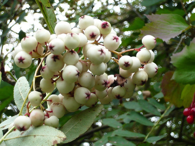 Kashmir rowan