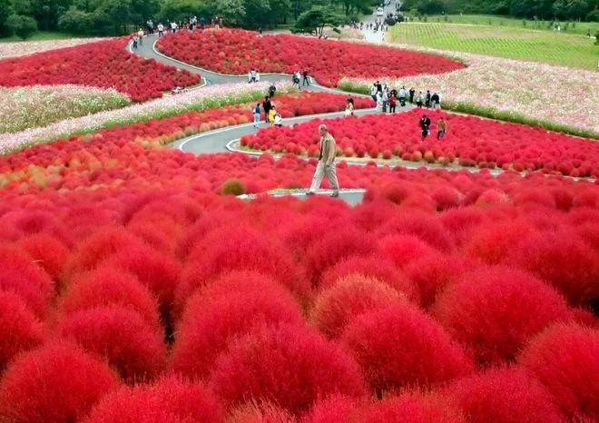 Hitachi Seaside Park